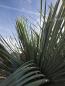Preview: Yucca Rostrata 260 cm 4 Köpfe -  genau die mit der Nr.3 im Bild.