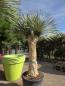 Preview: Yucca Rostrata 260 cm 4 Köpfe -  genau die mit der Nr.3 im Bild.
