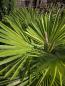 Preview: Trachycarpus variegata marmor 140 cm genau die Nr.24