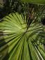 Preview: Trachycarpus variegata marmor 140 cm genau die Nr.24