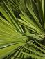 Preview: Trachycarpus variegata marmor 140 cm genau die Nr.24