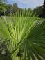 Preview: Winterharte Hanfpalme Trachycarpus Fortunei 190 cm Nr.17