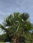 Preview: Winterharte Hanfpalme Trachycarpus Fortunei 330 cm Nr.18