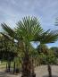 Preview: Winterharte Hanfpalme Trachycarpus Fortunei 290 cm Nr.19