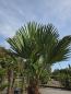 Preview: Winterharte Hanfpalme Trachycarpus Fortunei X Wagnerianus 300 cm Nr.21