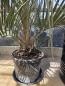 Preview: Butia capitata Palme 230 cm - Geleepalme - 40 cm Stammhöhe Nr.1