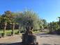 Preview: Olivenbaum 3 fach geteilt  (ca. 180 Jährig) Mega Olivenbaum Nr.202