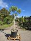 Preview: Pinus-Pinea-Nr-1