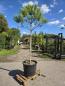 Preview: Pinus-Pinea-Nr-2