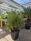 Preview: Yucca filifera Nr.2