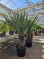 Preview: Yucca treculeana Nr1