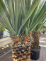 Preview: Yucca treculeana 190 cm 2 köpfige (Spanischer Dolch) Nr.1