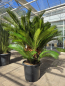 Preview: Cycas Revoluta 130 cm - mit neun köpfen - Japanische Sagopalme Nr.2