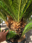Preview: Cycas Revoluta 130 cm - mit neun köpfen - Japanische Sagopalme Nr.2