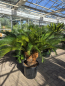 Preview: Cycas Revoluta 130 cm - mit drei köpfen - Japanische Sagopalme Nr.5