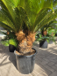 Preview: Cycas Revoluta 130 cm - mit drei köpfen - Japanische Sagopalme Nr.5
