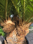 Preview: Cycas Revoluta 130 cm - mit drei köpfen - Japanische Sagopalme Nr.5