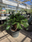 Preview: Cycas-Revoluta-7