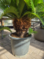 Preview: Cycas Revoluta 110 cm - mit vier köpfen - Japanische Sagopalme Nr.7