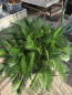 Preview: Cycas Revoluta 110 cm - mit vier köpfen - Japanische Sagopalme Nr.7
