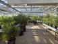 Preview: Yucca Rostrata 215 cm - genau den im Bild mit der Nr.61