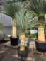 Preview: Yucca Rostrata 185 cm - genau den im Bild mit der Nr.48