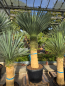 Preview: Yucca Rostrata 230 cm - genau den im Bild mit der Nr.49