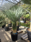 Preview: Yucca Rostrata 165 cm - genau den im Bild mit der Nr.54