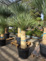 Preview: Yucca-Rostrata-Nr-60
