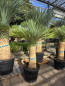 Preview: Yucca-Rostrata-Nr-62