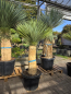 Preview: Yucca-Rostrata-Nr-64