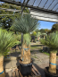 Preview: Yucca-Rostrata-Nr-65