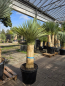 Preview: Yucca-Rostrata-Nr-66