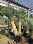 Preview: Yucca-Rostrata-Nr-67