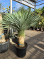Preview: Yucca-Rostrata-Nr-71