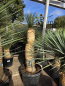 Preview: Yucca-Rostrata-Nr-70