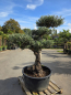 Preview: Olivenbaum Bonsai 80 Jährig als Pompon - Nr.241