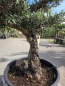 Preview: Olivenbaum Bonsai 80 Jährig als Pompon - Nr.241