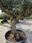 Preview: Olivenbaum Bonsai 80 Jährig als Pompon - Nr.241