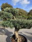 Preview: Olivenbaum Bonsai 80 Jährig als Pompon - Nr.241