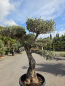 Preview: Olivenbaum Bonsai 80 Jährig als Pompon - Nr.239