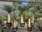 Preview: Yucca-Rostrata-Nr-50