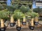 Preview: Yucca Rostrata 160 cm - genau den im Bild mit der Nr.62