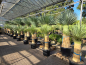 Preview: Yucca Rostrata kaufen - www.plantaplaza.de