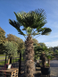 Preview: Winterharte Hanfpalme Trachycarpus Wagnerianus 280 cm ↑ genau diesen im Bild ↑ Nr.46