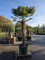 Preview: Hanfpalme-Trachycarpus-Wagnerianus-47