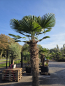 Preview: Winterharte Hanfpalme Trachycarpus Wagnerianus 300 cm ↑ genau diesen im Bild ↑ Nr.47