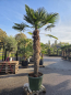 Preview: Hanfpalme-Trachycarpus-Wagnerianus-48