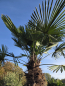 Preview: Winterharte Hanfpalme Trachycarpus Wagnerianus 300 cm ↑ genau diesen im Bild ↑ Nr.48