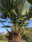 Preview: Winterharte Hanfpalme Trachycarpus Wagnerianus 260 cm ↑ genau diesen im Bild ↑ Nr.49